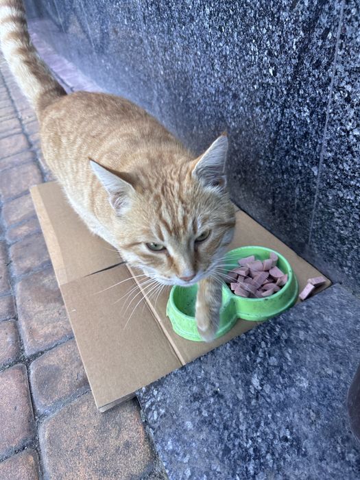 Котик до року шукає родину, бідолаха мерзне на вулиці