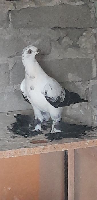 Mlode golebie ozdobne
