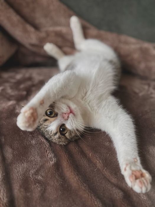 4 miesieczny Marcelek szuka domu