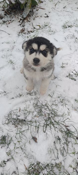 Syberian husky zwykle oczka