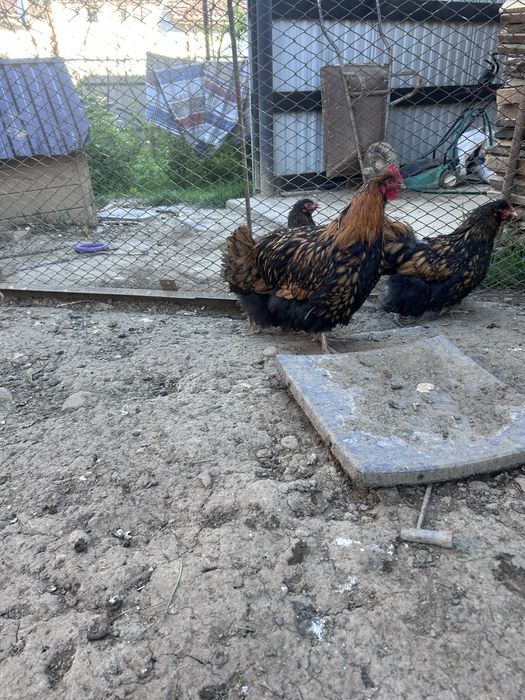 Продам сімʼю  орпітонг
