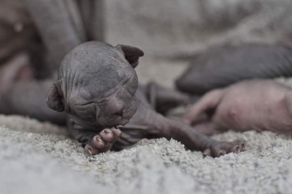 Łysy kot sfinks wcf