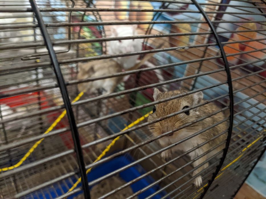 Монгольська піщанка