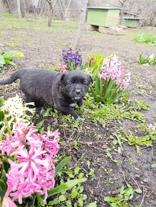 Віддам цуценя маленької собачки