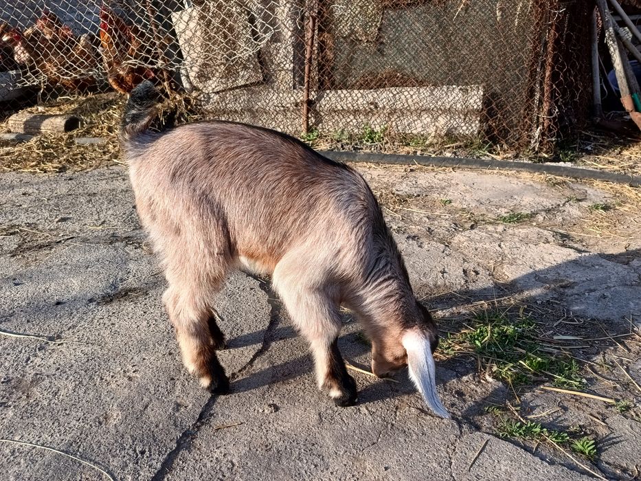 Продам козликів, козочка англо-нубійців