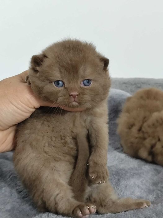 Gatinho British chocolate, macho e com LOP