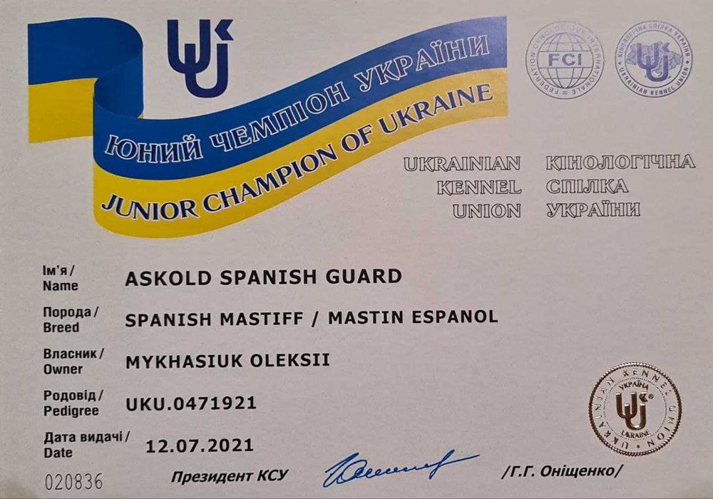 Іспанський мастиф шукає пару