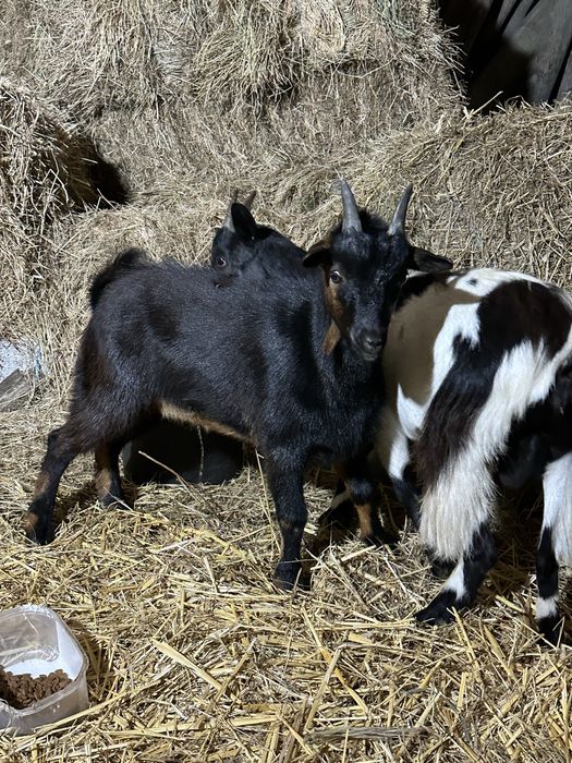 Cabras anas e cabritos