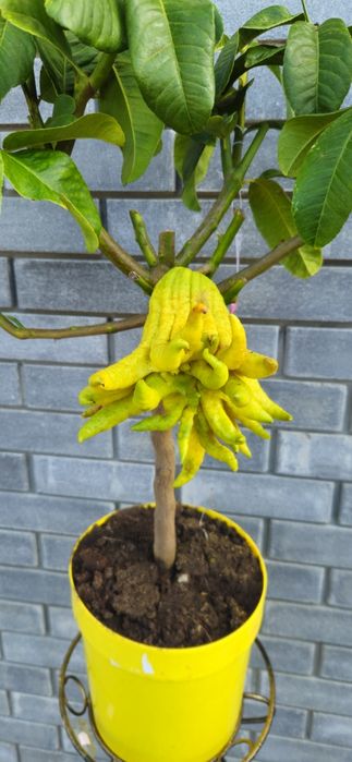 Уценка!Цитрон "Рука Будди",Лимон