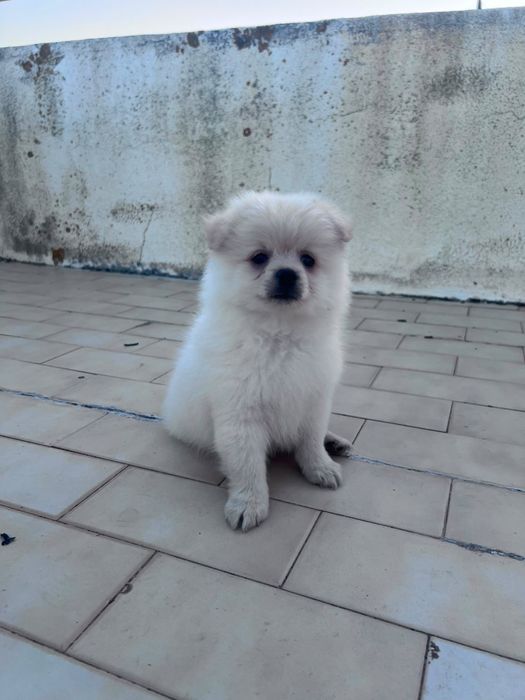 Splitz com 2 meses