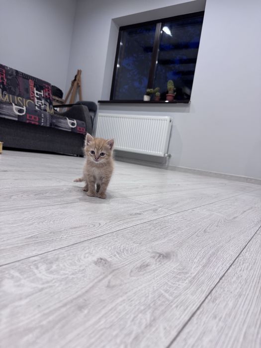 Котята себирская кошка