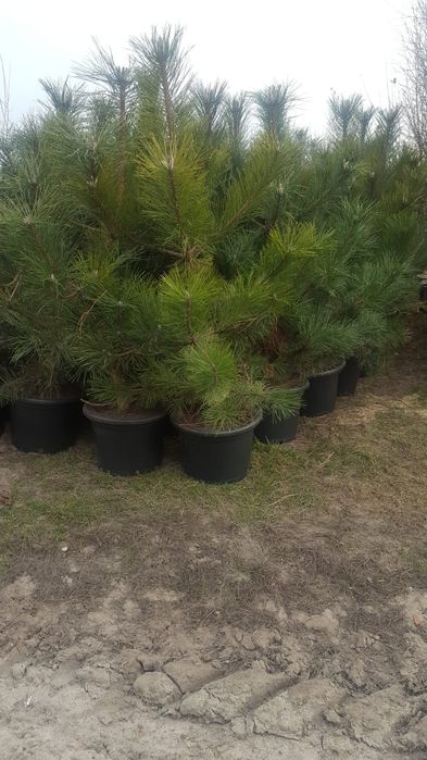 Bonsai ogrodowe. Szkółka Krupocin.
