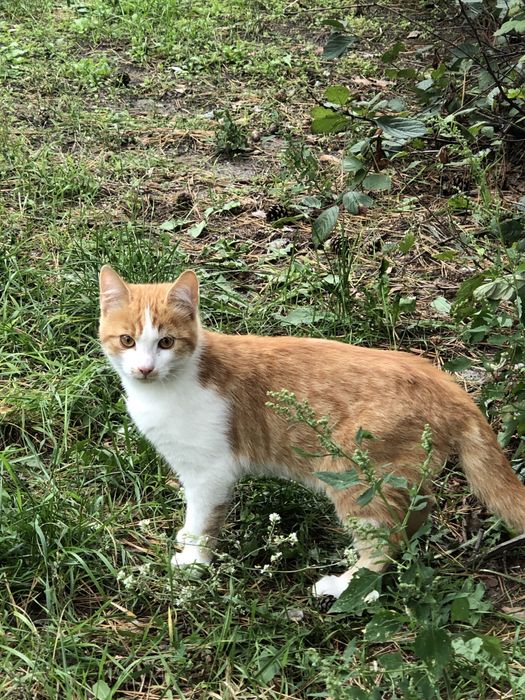 Рижий котик з білою грудкою