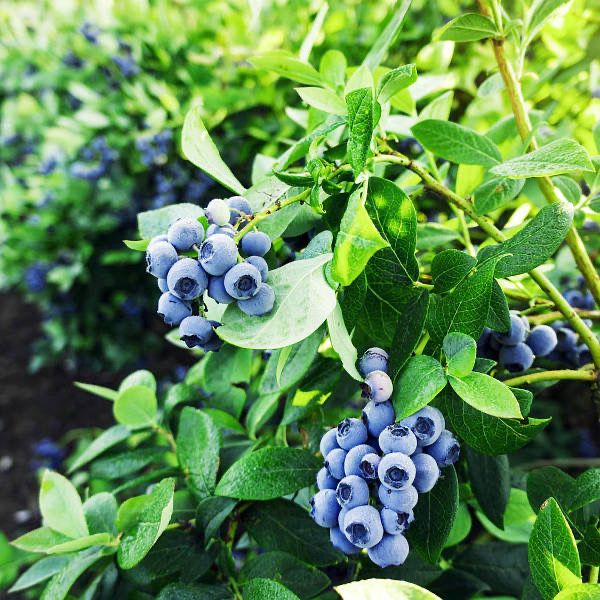 Саджанці Лохини різних сортів