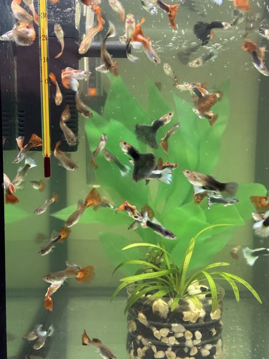 Продаються рибки