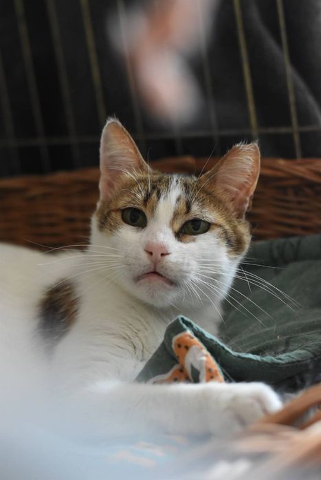 Greta do adopcji