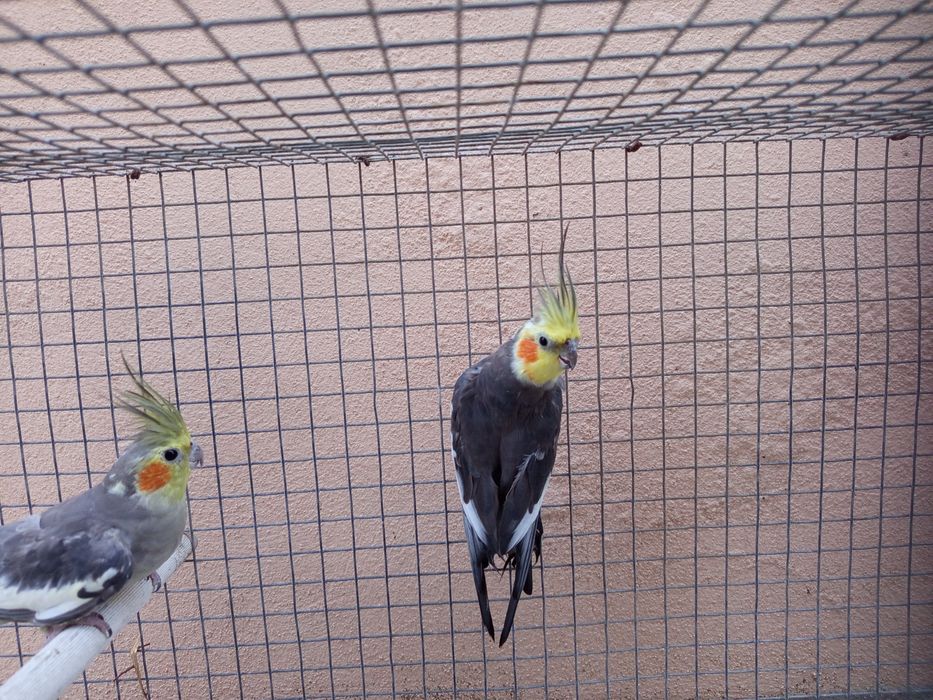 Vendo estas Caturras