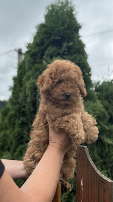 Лабубушка хлопчик тойчик