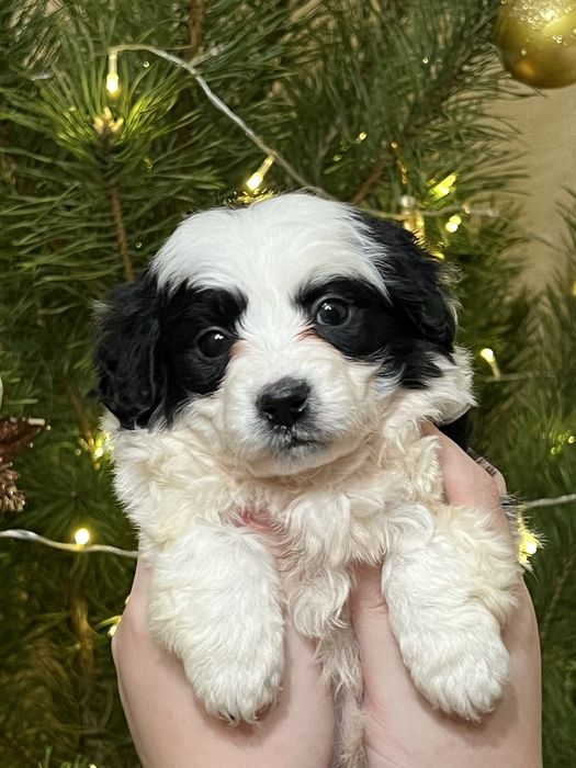 Отдам щенка болонки