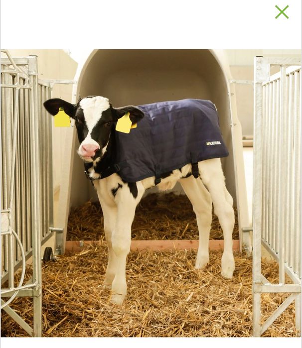 Derka ocieplacz dla cieląt EasyWear, 70 cm, granatowa, Kerbl