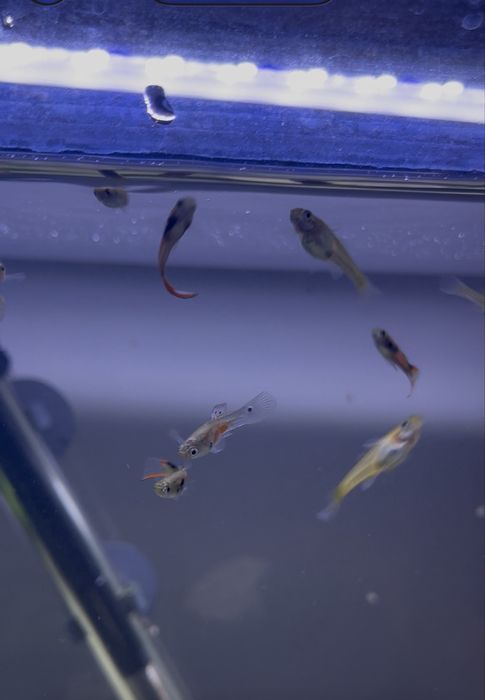 Guppys Endler - Apenas Machos