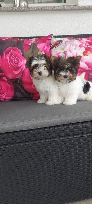 Yorkshire terrier Biewer