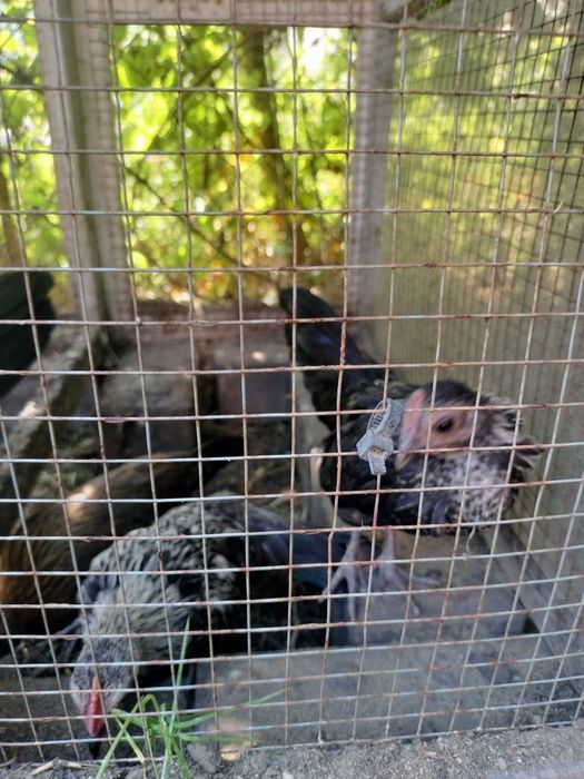 Kurki ozdobne miniaturki