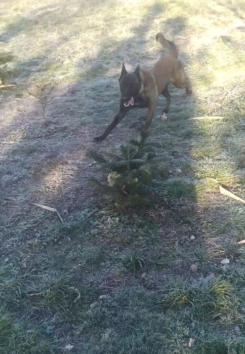 Малінуа КСУ в'язка  Бельгійська вівчарка кобель в'язка