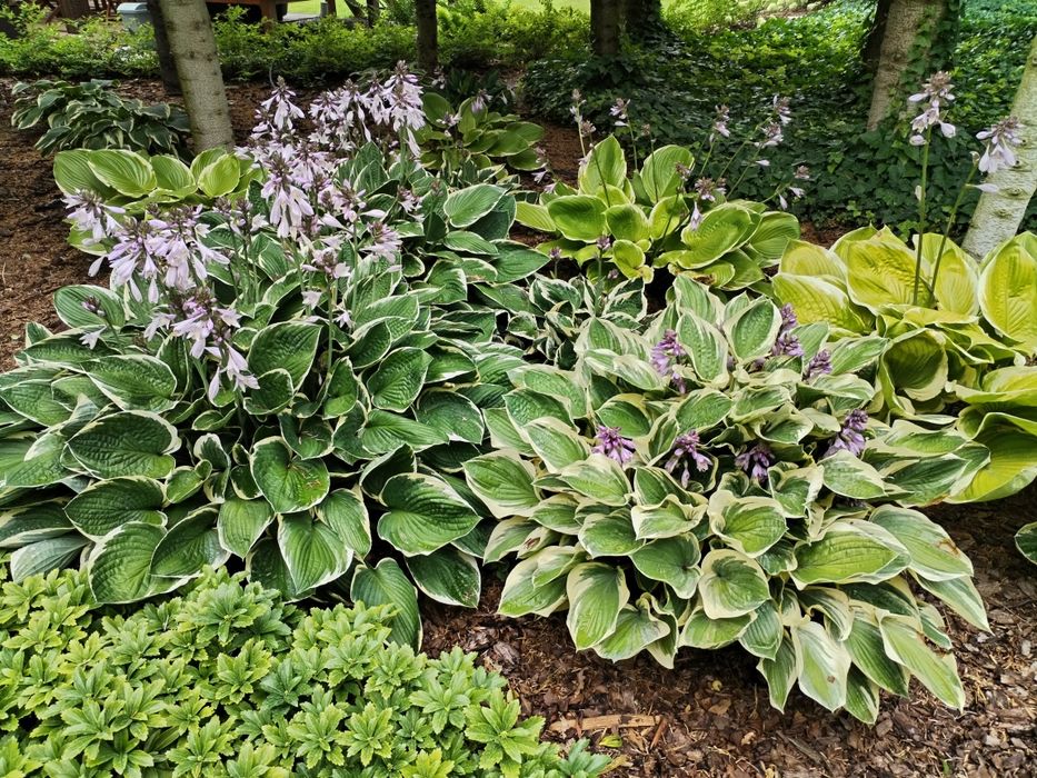 Opieka nad ogrodem, pielęgnacja zieleni