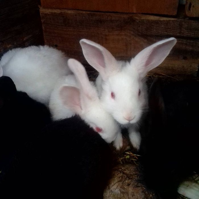 Кролики молодняк