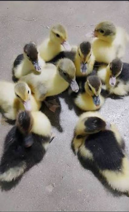 Patinhos mudos .
