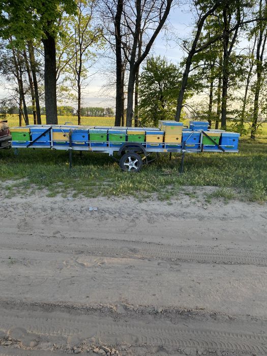 Бджолосімї на весні 2026