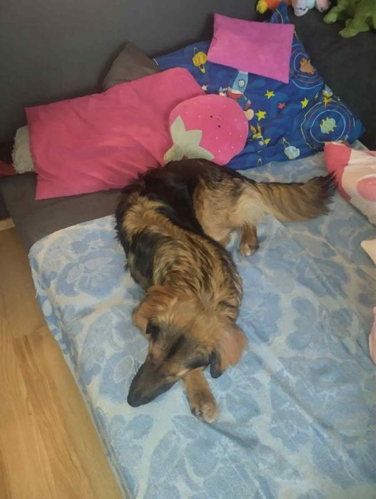 Oddam cudownego rocznego pieska