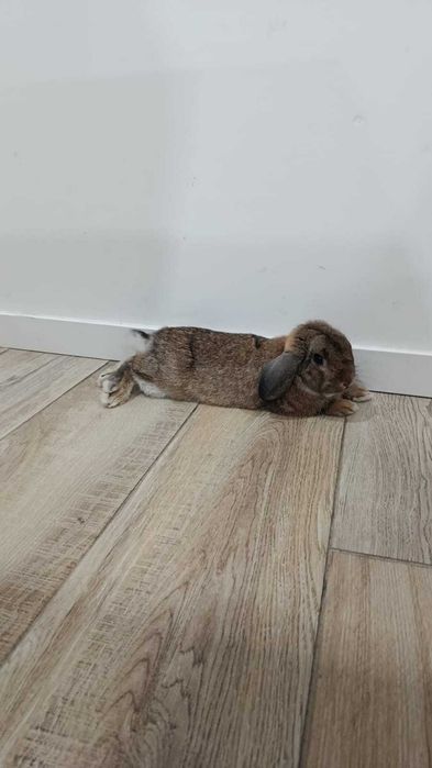 Animais/ Coelho anão