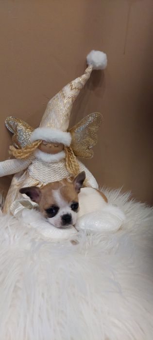 ZAREZERWOWANA !!! CUDNA Mini sunia Chihuahua