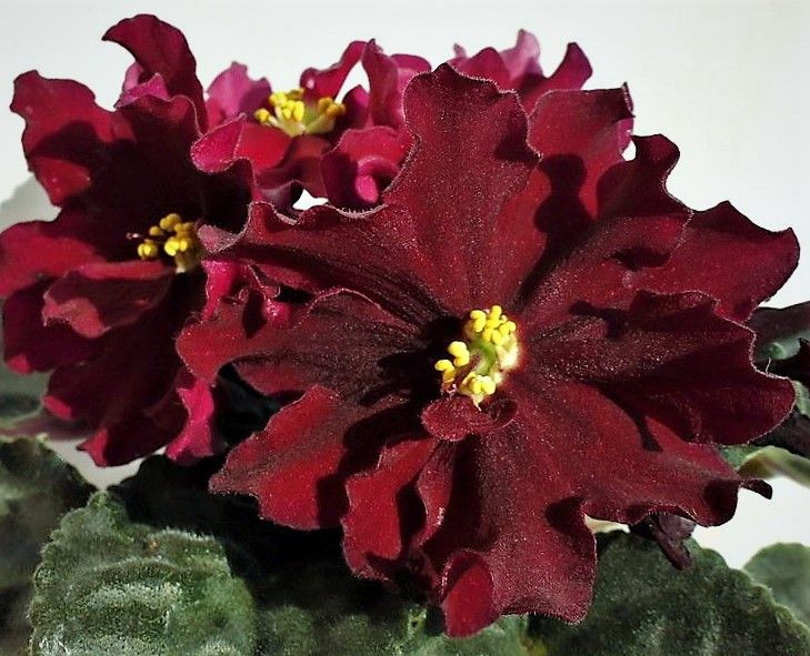 Фиалки  Сортовые