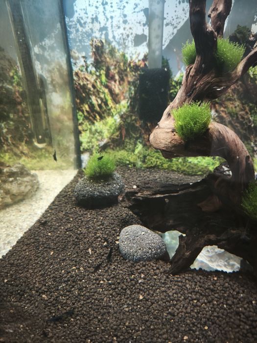 Neocaridinas blue dream