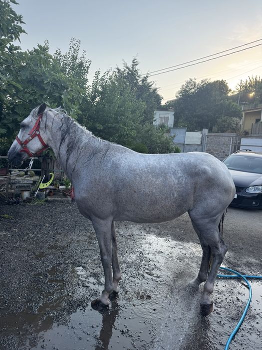 Vendo egua cruzada lusitana com arabe