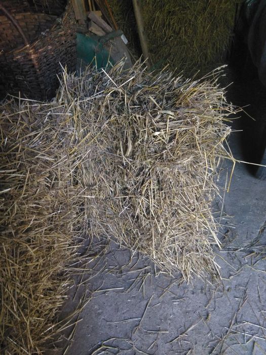 Kostki słomy przeniczna