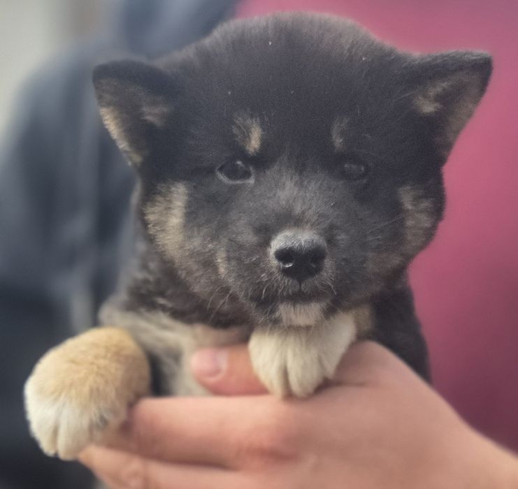 Shiba Inu czarny piesek ! Możliwy transport!  Gotowy do odbioru!