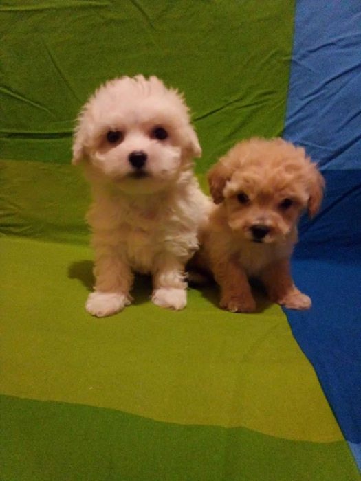 Цуценятка Пушона з доставкою