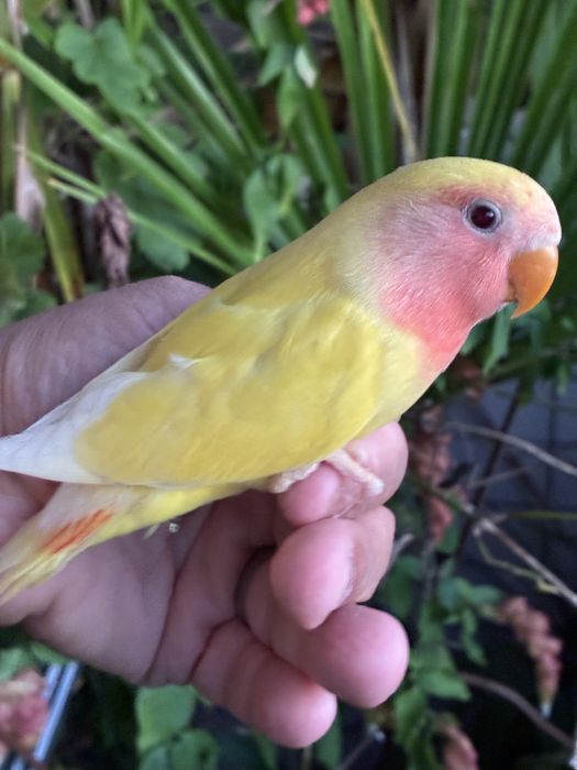 Agapornis domesticado