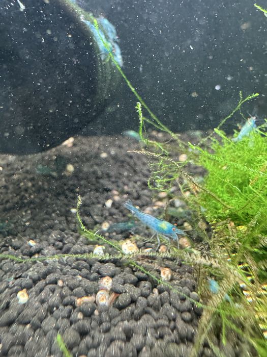 Neocaridina blue OE