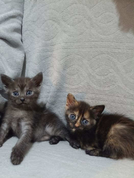 Отдам котят в добрые руки