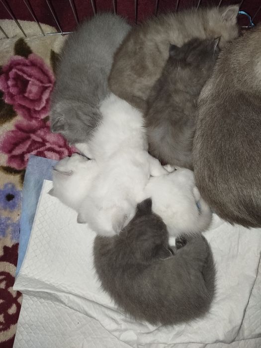 Daryl piękny kot brytyjski czeka na randke