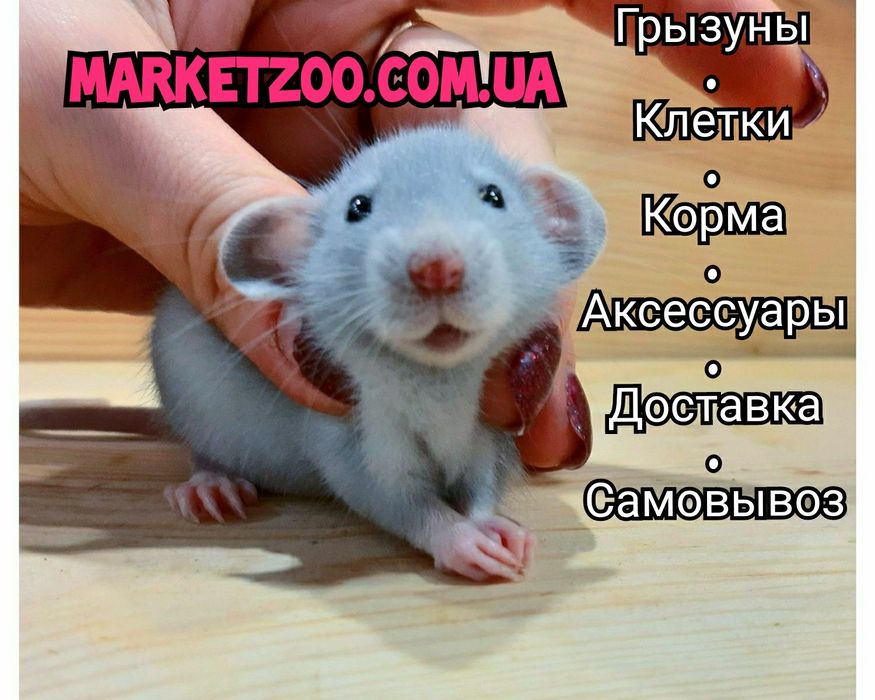 Крыски дамбо,крысы,крысята дамбо+клетки,криси,щури,щурики рекс
