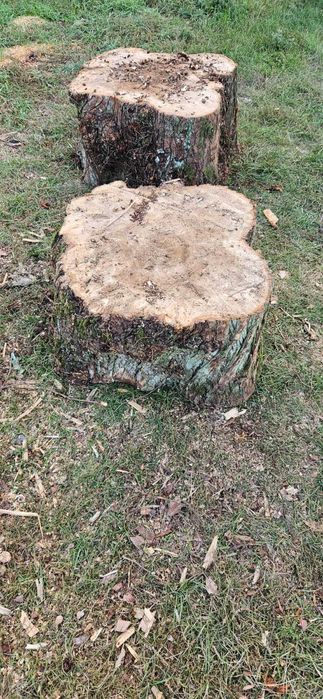 Drewno kominkowe opałowe Wiąz