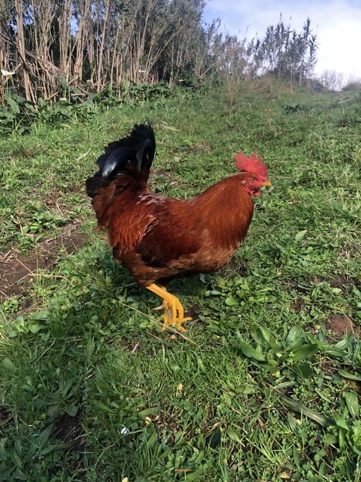 Galos  mouriscos e vermelhos