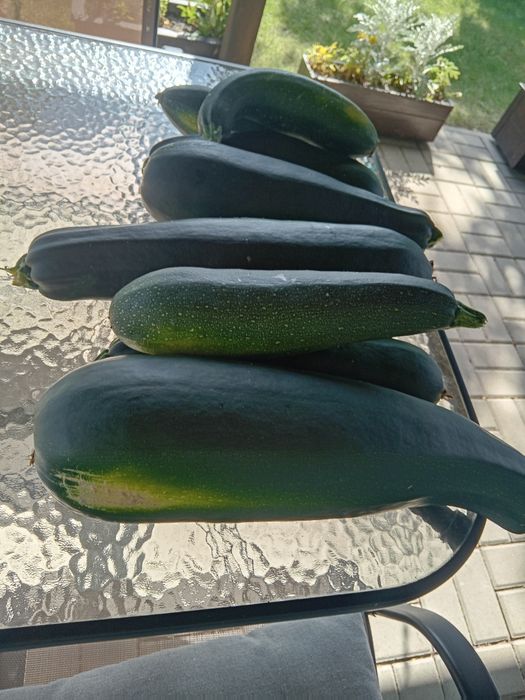 Cukinia ekologiczna