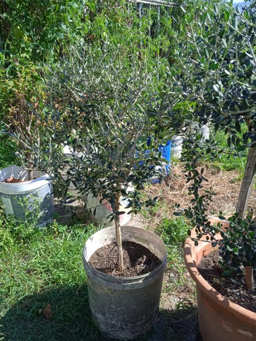 Vendo oliveiras bonitas para jardim